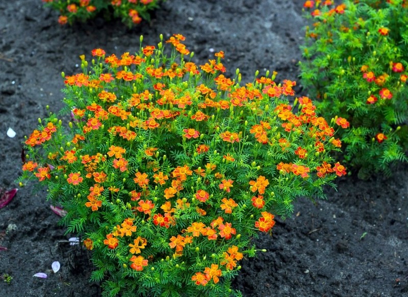 uprawa aksamitki wąskolistnej