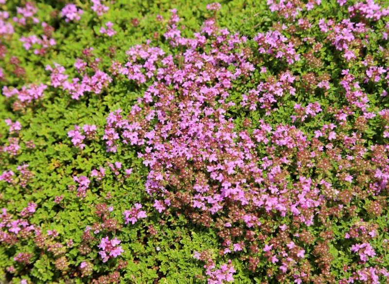 Macierzanka piaskowa jest odporna na deptanie.