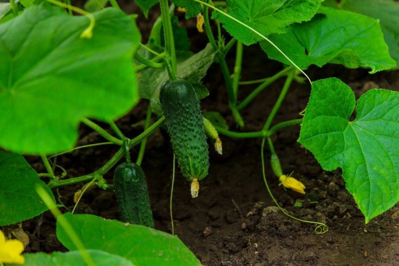Tym, co ogórki lubią najbardziej, jest ciepło, słońce i żyzna, wilgotna gleba.