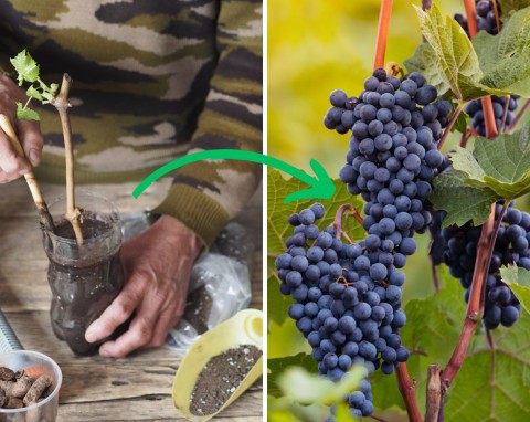 Rozmnażanie winorośli przez sadzonki. Jak i kiedy zrobić sadzonki?