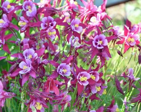 Te rośliny możesz wysiać na ostatnią chwilę. Nie boją się śniegu i mrozów