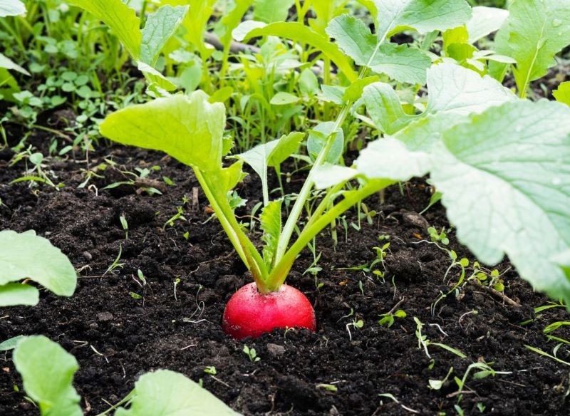 Systematyczne pielenie grządek chroni rzodkiewkę przed szkodnikami.