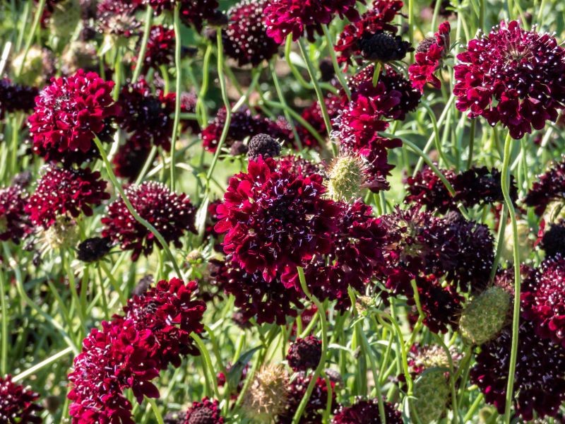Driakiew gołębia występuje nie tylko w pastelowych kolorach. Odmiana 'Barocca' ma bordowe kwiaty.
