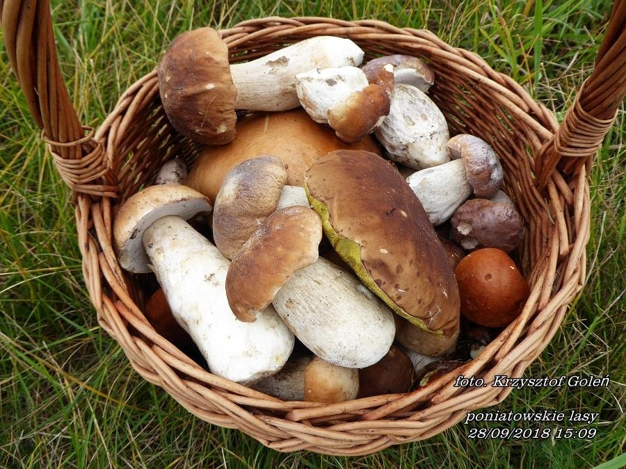 Leśne klimaty, Poniatowa grzyby - Poniatowa grzyby - foto.Krzysztof Goleń