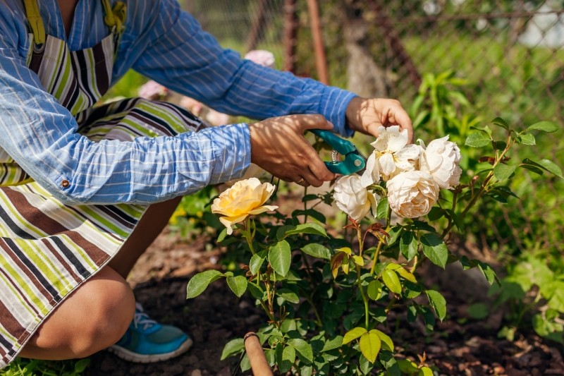 przycinanie róż latem