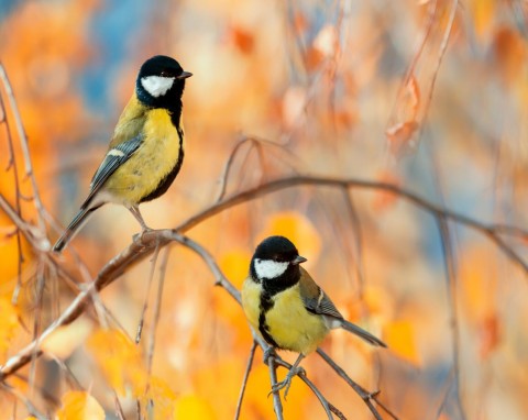 Sikorki będą biły się o ten przysmak, mają po nim dużo energii. Tylko nieliczni wiedzą i zostawiają w karmniku