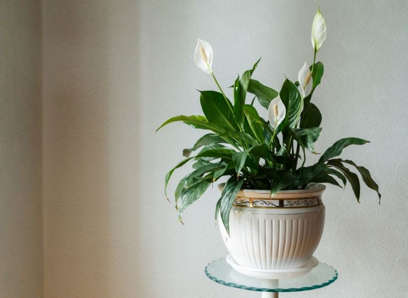 Kilka prostych zmian w pielęgnacji sprawi, że skrzydłokwiat zakwitnie po zimie.