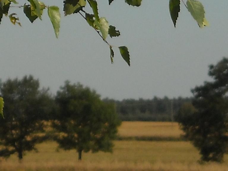 Pozostałe, Dziki ogród mojego ojca w sierpniowym słońcu...........