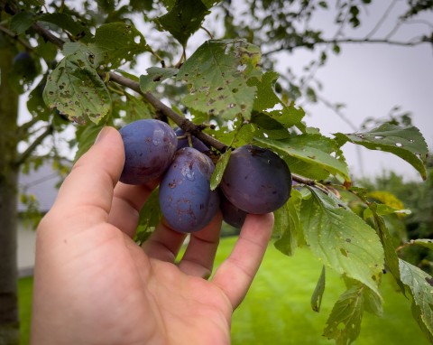 Jak zapobiegać robakom w śliwkach? Obserwuj drzewo i pryskaj naturalnym preparatem