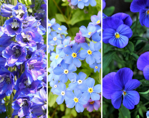 Chcesz stworzyć oryginalny niebieski ogród? Poznaj najpiękniejsze rośliny o niebieskich kwiatach