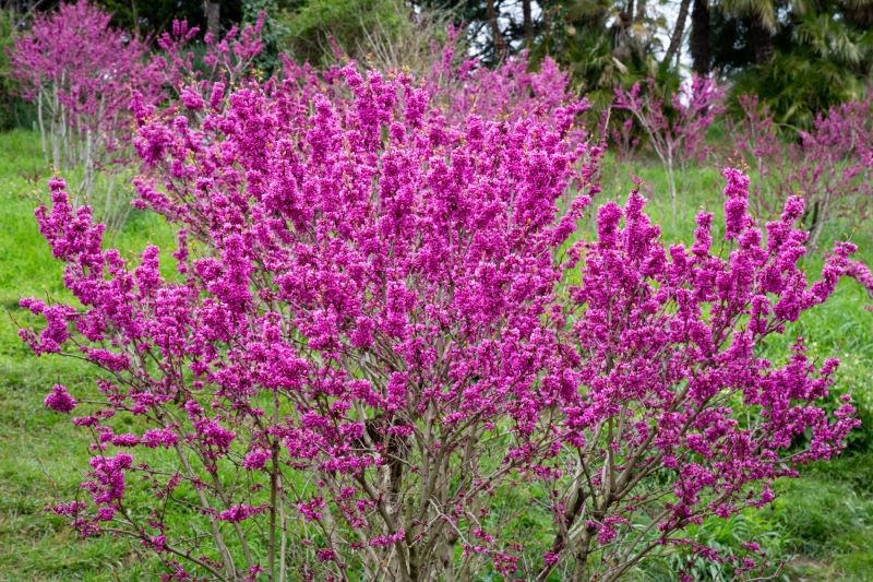 Judaszowiec południowy może być sadzony w naszych ogrodach, ale na słonecznych stanowiskach.