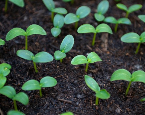 Siew ogórków bez ziemi. Zbiory możliwe nawet miesiąc wcześniej niż zwykle
