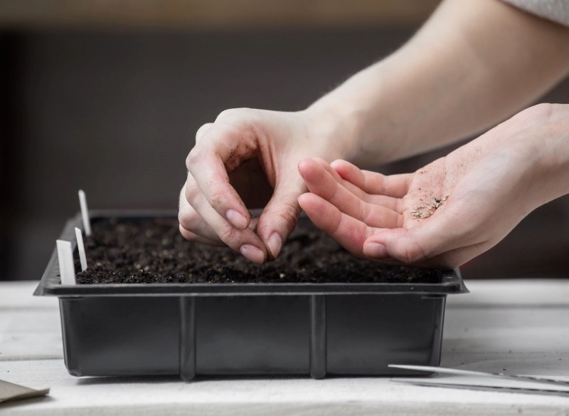 kiedy i jak siać begonię 