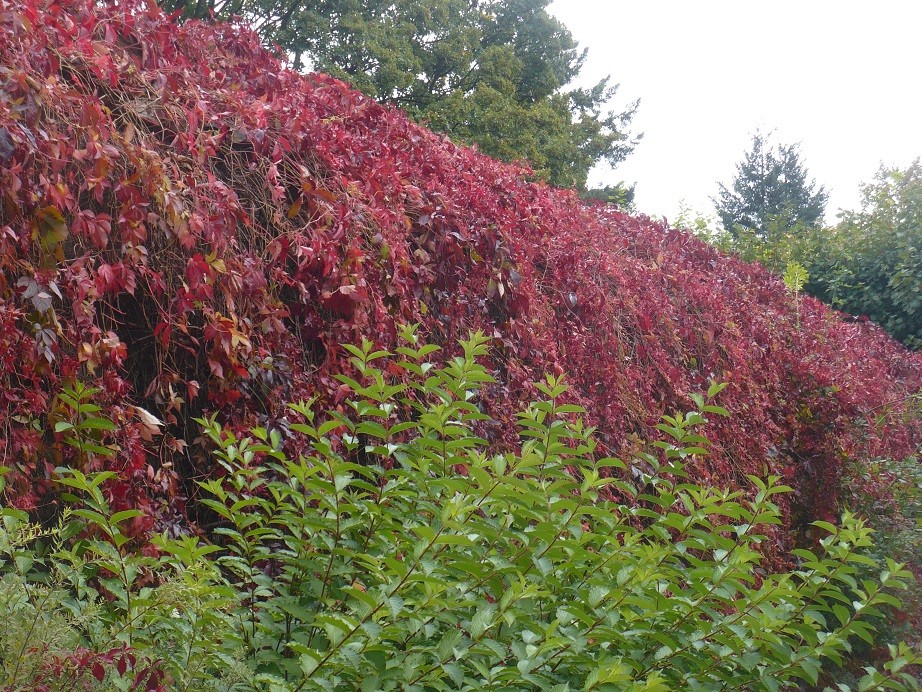 Pozostałe, Moja kolorowa jesień.................. - ..............i klasztorny mur w czerwonym winie.................