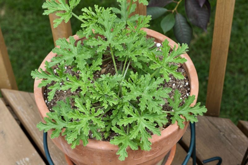 Anginka, choć znana z babcinych parapetów, nie traci na popularności.