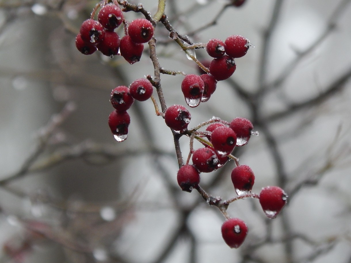 Leśne klimaty, WINTER ART ...