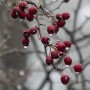 Leśne klimaty, WINTER ART ...