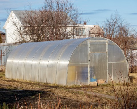 Co uprawiać w szklarni zimą? Tym smacznym warzywom niestraszne są chłody