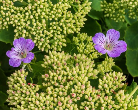 Od fikusa po papryczkę chili. 6 gatunków, które wybrano na rośliny 2026 roku