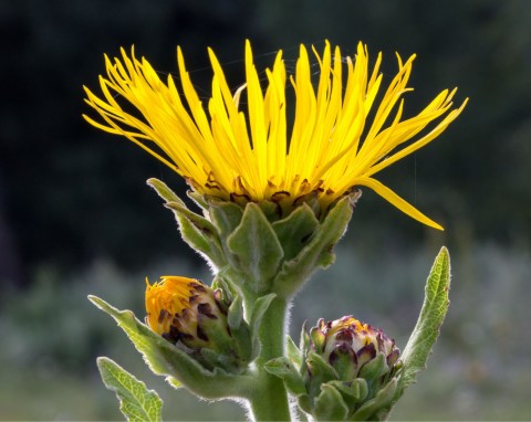 Mlecz polny (Sonchus arvensis)