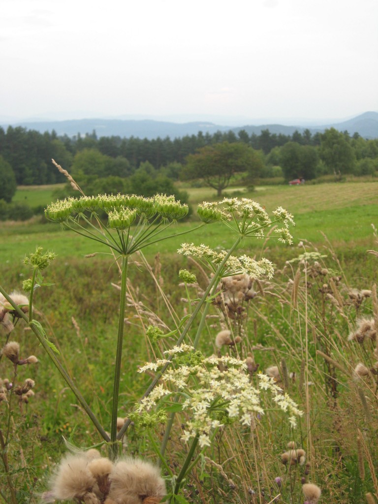 Pozostałe, Z cyklu cudze chwalicie... Bieszczady w moim obiektywie...