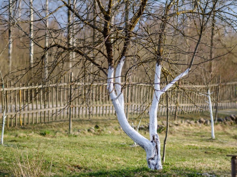 Atakuje jabłonie, grusze i drzewa pestkowe. Zrób to w styczniu, unikniesz tej groźnej choroby