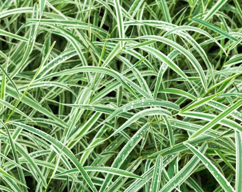 Turzyca trójdzielna (Carex trifida)