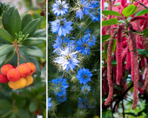 Lista oryginalnych i rzadko spotykanych roślin do ogrodu. Posadź je, a zrobisz furorę