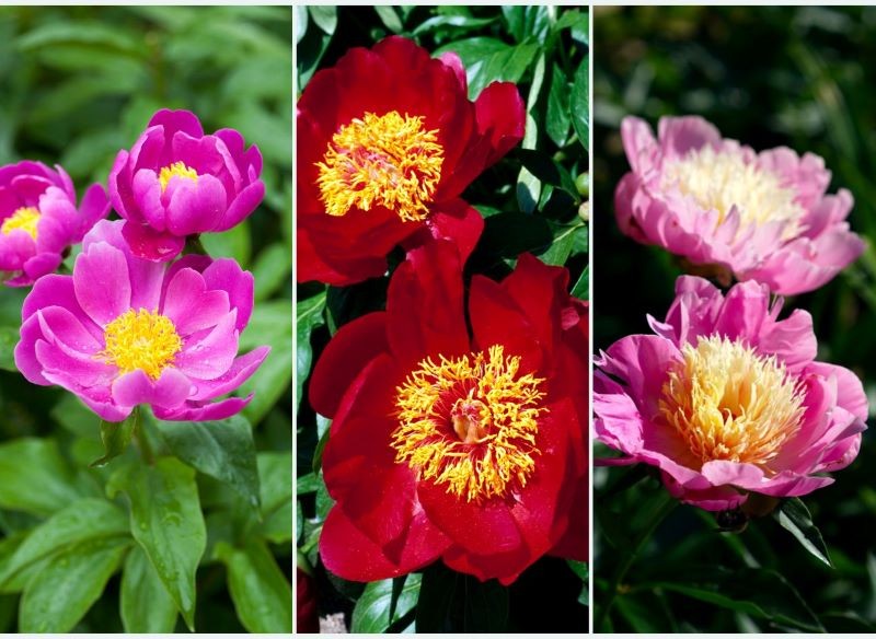 Poszczególne odmiany piwonii chińskiej różnią się wyglądem i kolorem kwiatów. 