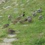 Pozostałe, FLORA i FAUNA  SZCZAWNICKA  - II część