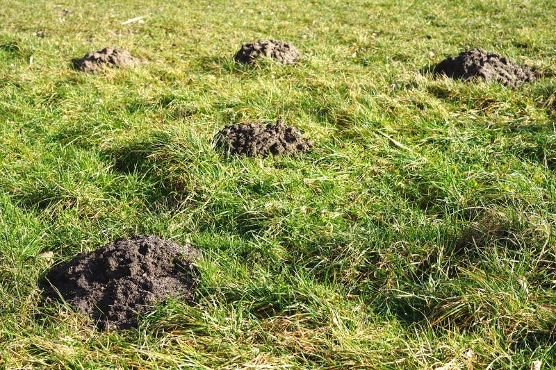 Do kopca możemy skierować strumień wody, aby przegonić kreta.