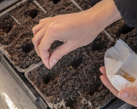 Terminarz siewu warzyw. Najlepsze miesiące i czas na siew ogórków, pomidorów, papryki
