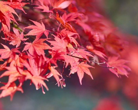 Klon palmowy (Acer palmatum Thunb.)