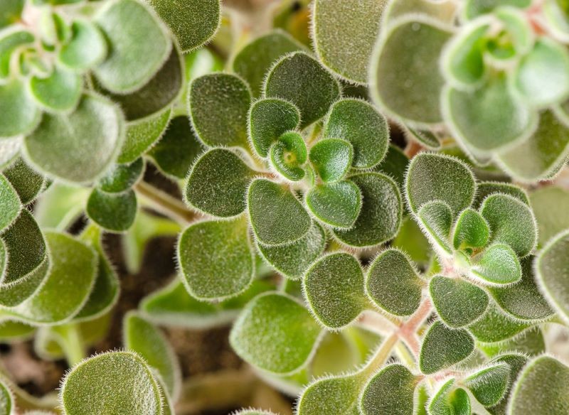 Aichryson ma mięsiste liście, które pokryte są delikatnym meszkiem.