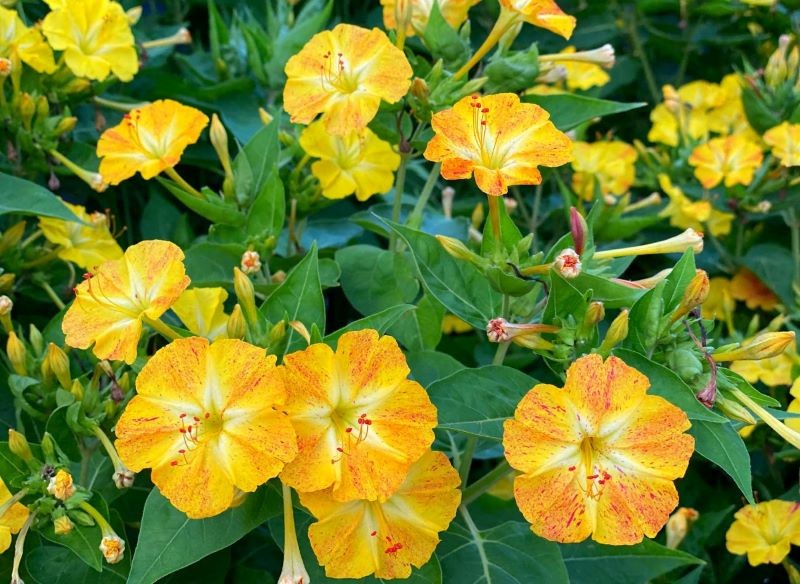 Dziwaczek jalapa potrzebuje systematycznego nawożenia.