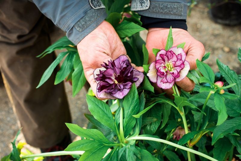 Nasiona ciemierników zbieramy ostrożnie, aby się nie rozsypały wokół.