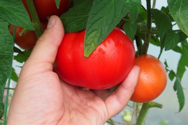 Siew pomidorów najlepiej zaplanować na marzec.