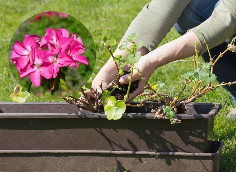 przesadzanie pelargonii