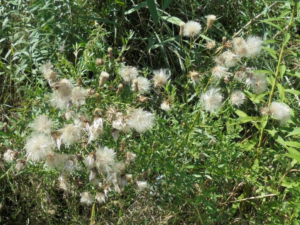 Pozostałe, NATURA w PEŁNEJ  KRASIE - Park Mickiewicza