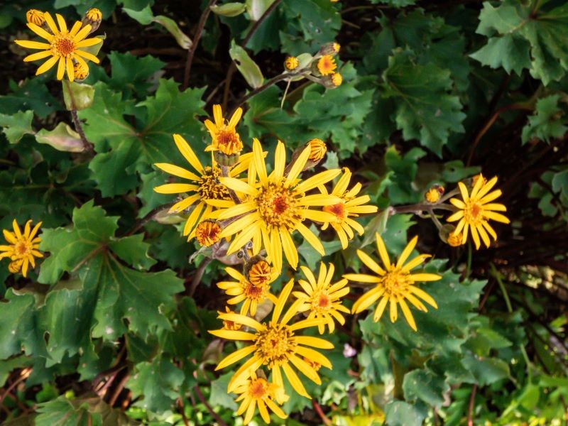 Języczka pomarańczowa 'Osiris Cafe Noir' 