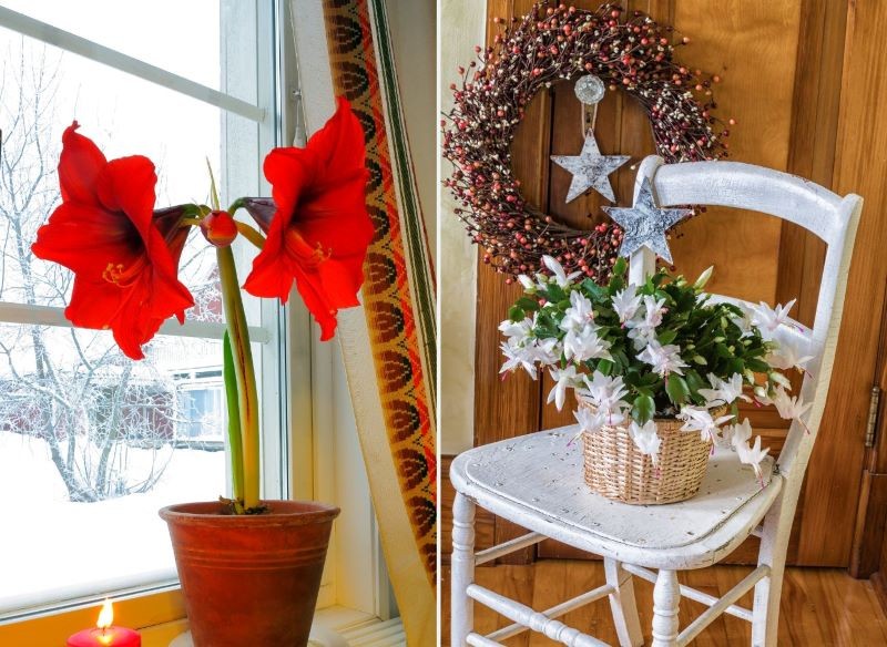 Zwartnica i grudnik zakwitają na Boże Narodzenie.