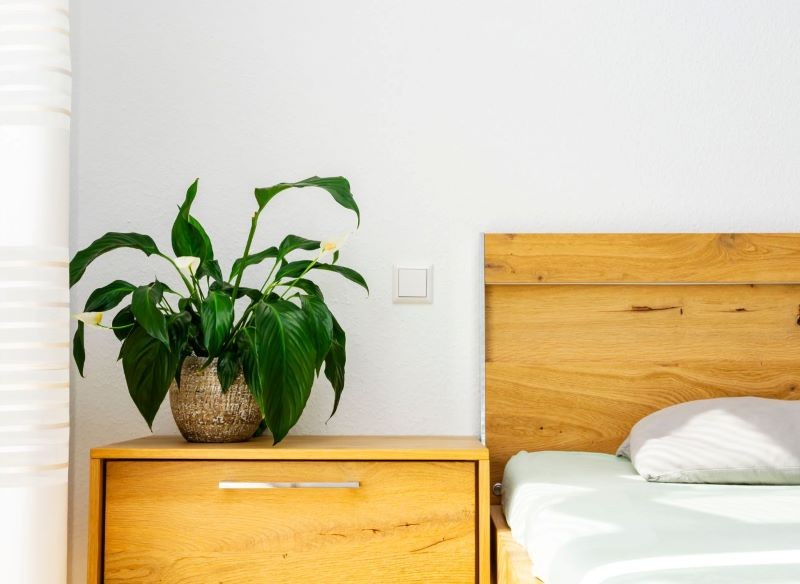 Pierwszym objawem przesuszenia podłoża jest opadanie liści skrzydłokwiatu.