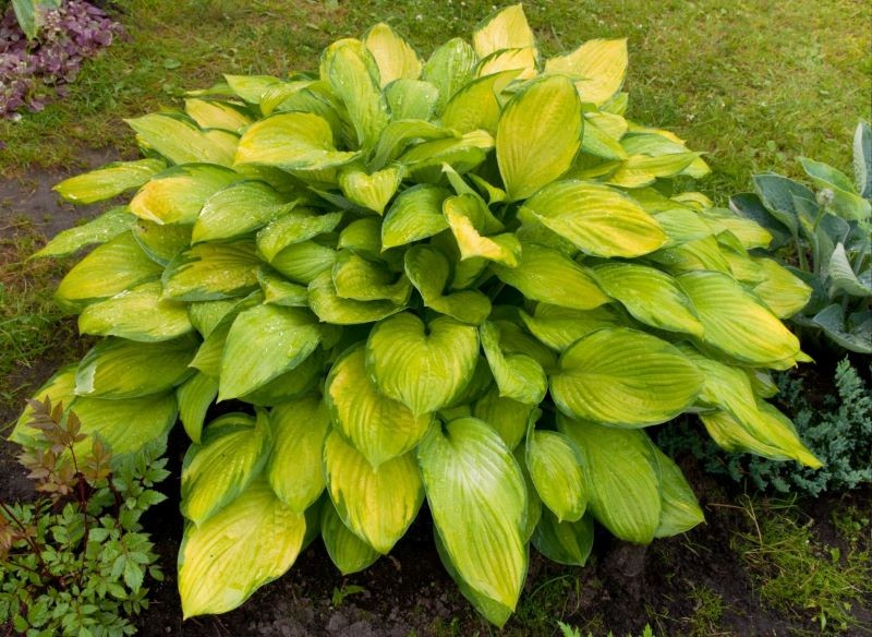 Żółte hosty na ogół lepiej tolerują słoneczne stanowiska.