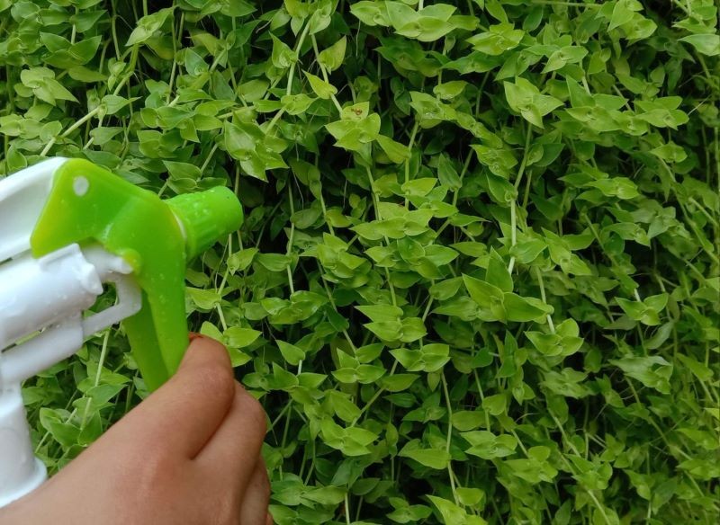 Z opryskami z sody oczyszczonej nie wolno przesadzać.