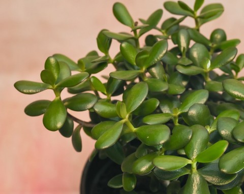 Grubosz jajowaty (Crassula ovata)