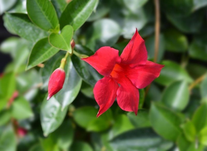 Sundaville zachwycają lejkowatymi kwiatami.