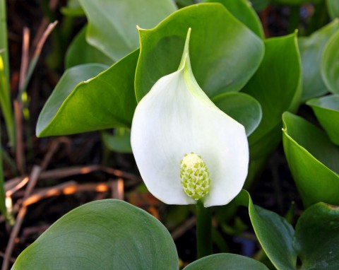 Czermień błotna (Calla palustris)