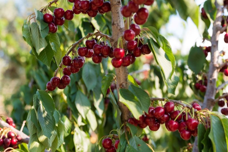 Korony wiśni i czereśni wymagają corocznego prześwietlenia.