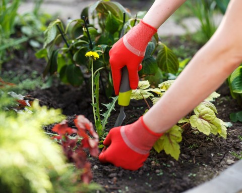 Preparaty na chwasty w ogrodzie – naturalne i skuteczne