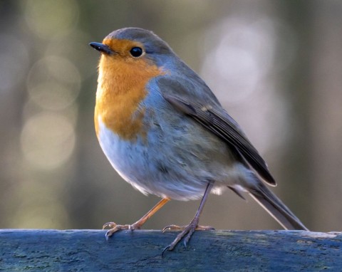 Jeśli masz tę roślinę w ogrodzie, rudziki będą przylatywać na okrągło. To dla nich stołówka
